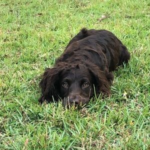 Meet your Posher, Scottie